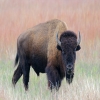 Bison beef at Reinwald&#39;s