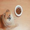 What type of dog food is best for your dog?