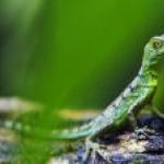 Regnskoven rykker til Nørrebro