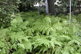 Rejsegilde på væksthuset i Botanisk Have